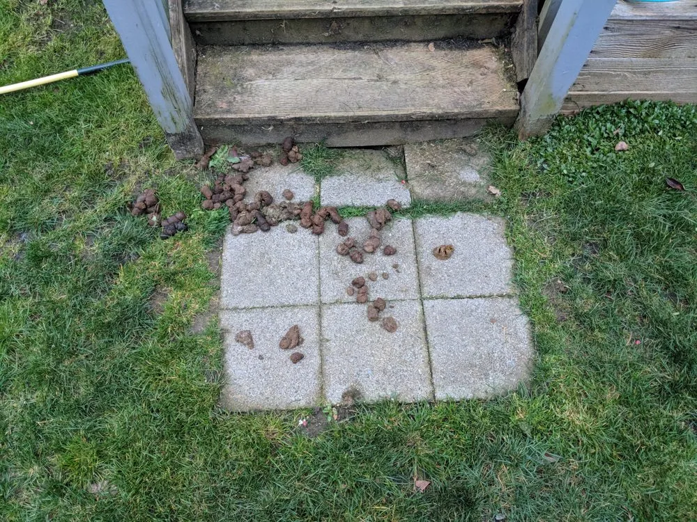 Local residential landscaping for homes across Seattle, WA - 5 Men & A Mower