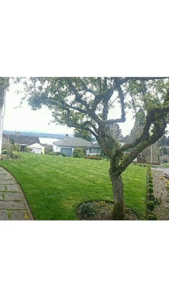 Affordable landscaping services in Seattle, WA by 5 Men & A Mower