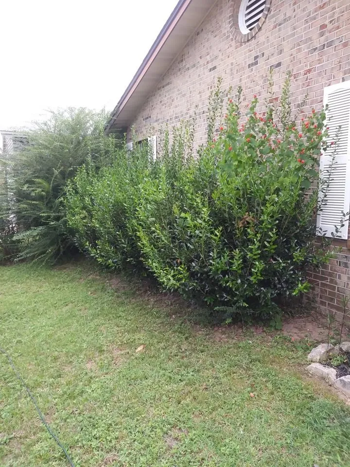 Reliable yard cleanup service in Pensacola, FL - 5 Pages' Lawncare