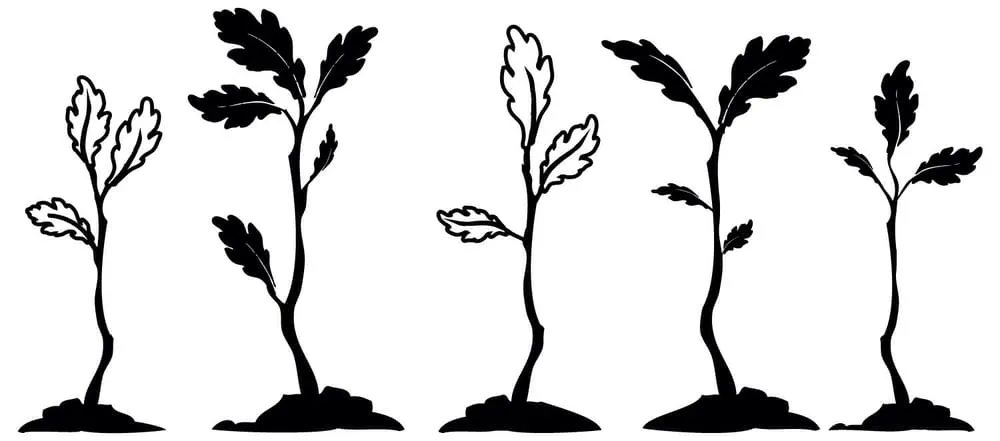 Professional yard cleanup service with custom design in Jeffersonville, IN by 5 Saplings - Tree and Shrub Care