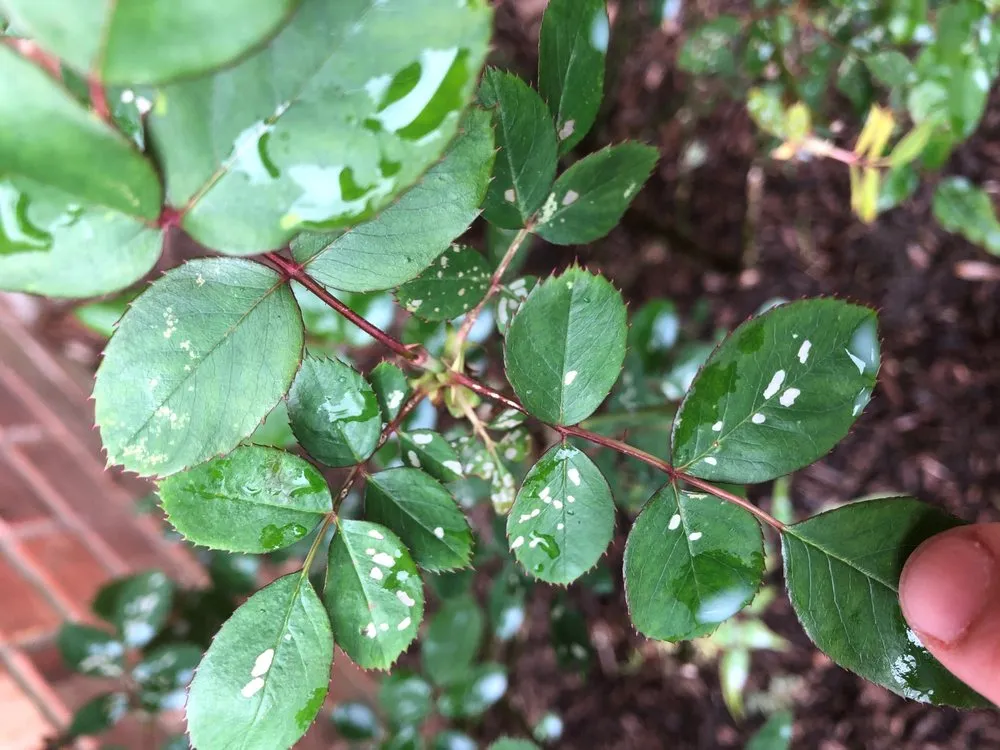 Trusted lawn mowing service for outdoor upgrades in Jeffersonville, IN by 5 Saplings - Tree and Shrub Care