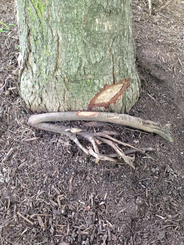 Expert yard maintenance for beautiful yards in Jeffersonville, IN by 5 Saplings - Tree and Shrub Care