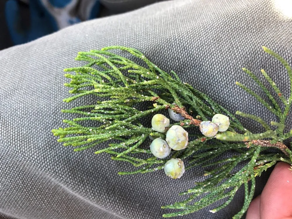 Reliable yard cleanup service for outdoor upgrades across Jeffersonville, IN - 5 Saplings - Tree and Shrub Care