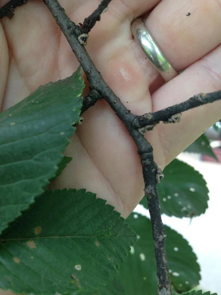 Local lawn care service for year-round maintenance in Jeffersonville, IN by 5 Saplings - Tree and Shrub Care