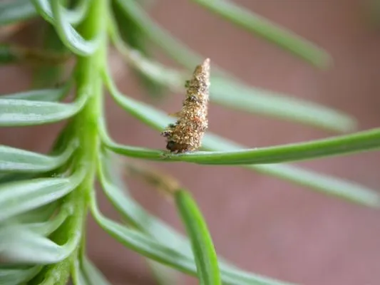 5 Saplings - Tree and Shrub Care Logo