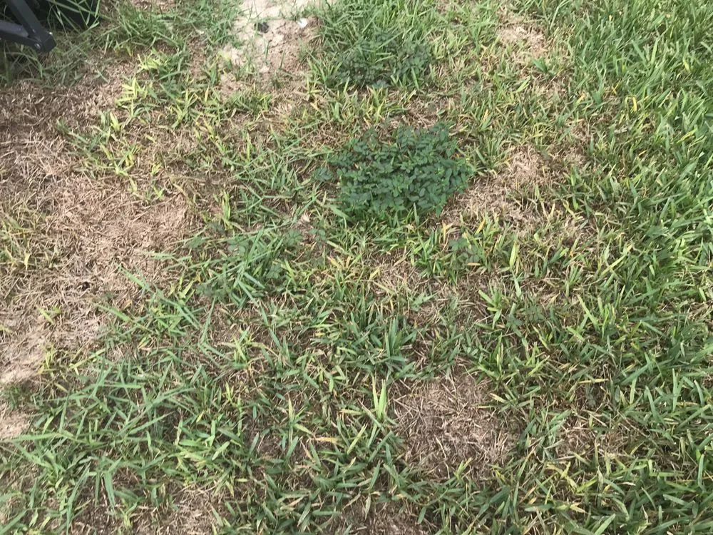 Reliable landscape design in Debary, FL by 5 Star Lawn & Pest Control