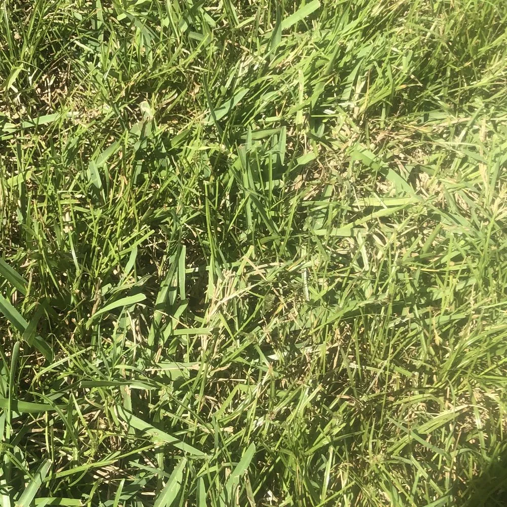 Top-rated yard cleanup service for residential properties in Debary, FL by 5 Star Lawn & Pest Control