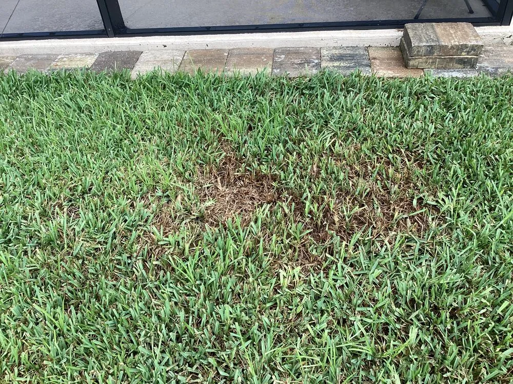 Top-rated landscape installation in Debary, FL by 5 Star Lawn & Pest Control