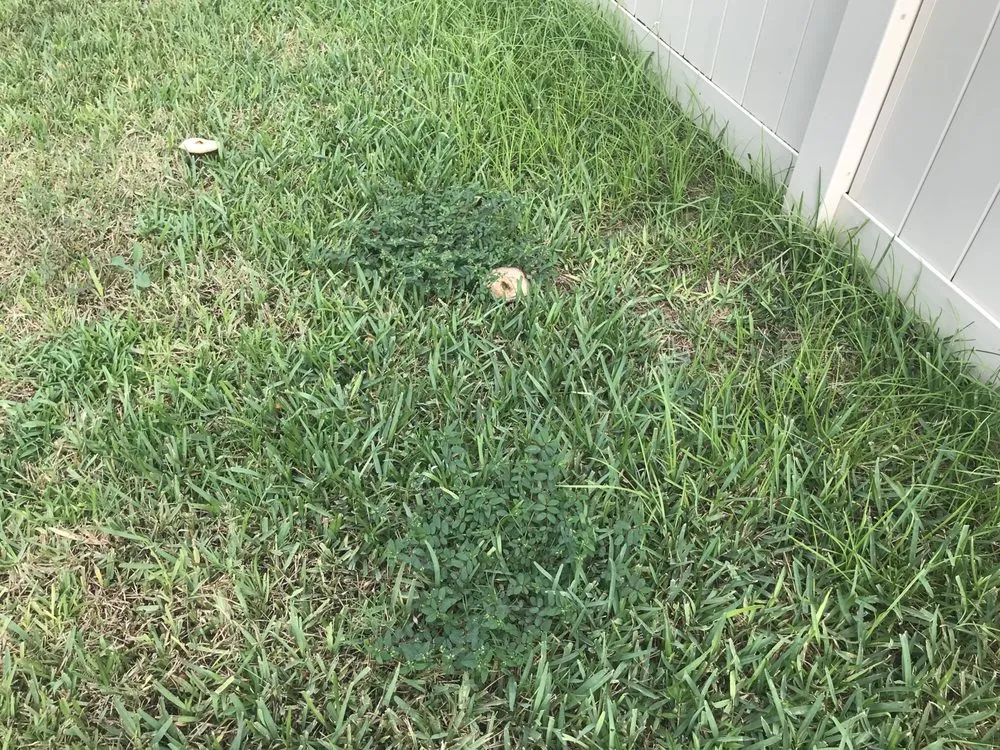 Expert landscape installation for year-round maintenance in Debary, FL by 5 Star Lawn & Pest Control