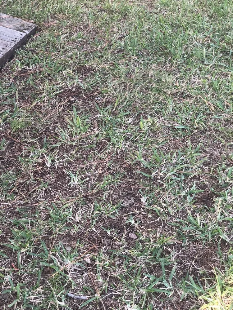 Professional lawn mowing service for homes across Debary, FL - 5 Star Lawn & Pest Control