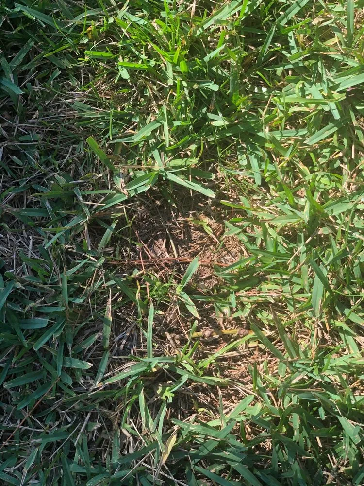 Expert outdoor landscaping for year-round maintenance in Debary, FL by 5 Star Lawn & Pest Control