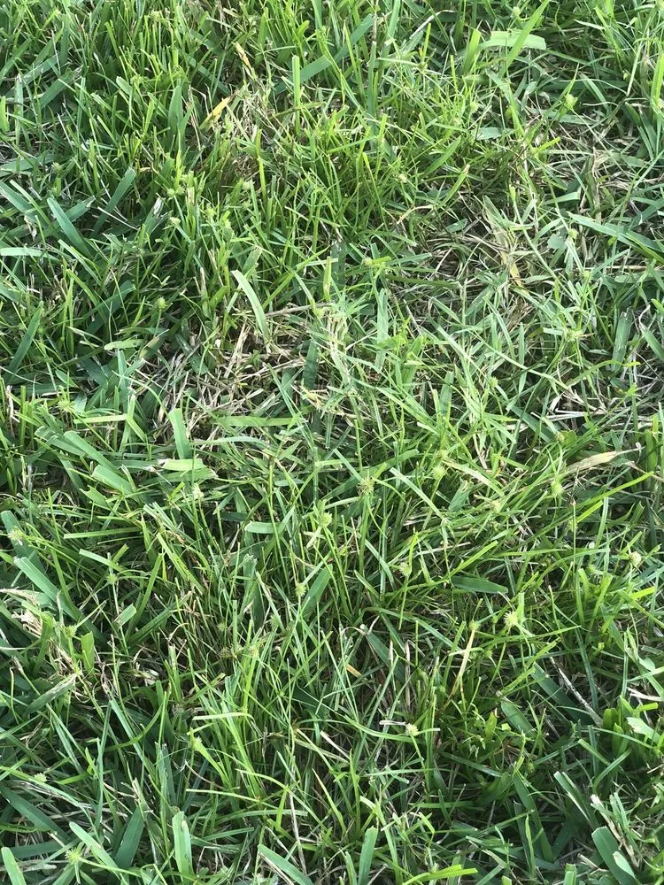 Professional yard cleanup service experts serving Debary, FL - 5 Star Lawn & Pest Control