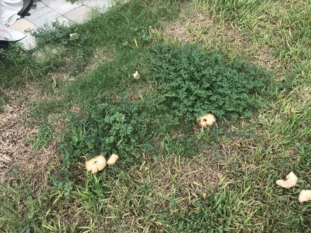 Expert lawn mowing service in Debary, FL by 5 Star Lawn & Pest Control