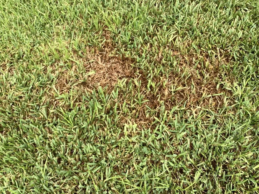 Local lawn care service for beautiful yards in Debary, FL by 5 Star Lawn & Pest Control