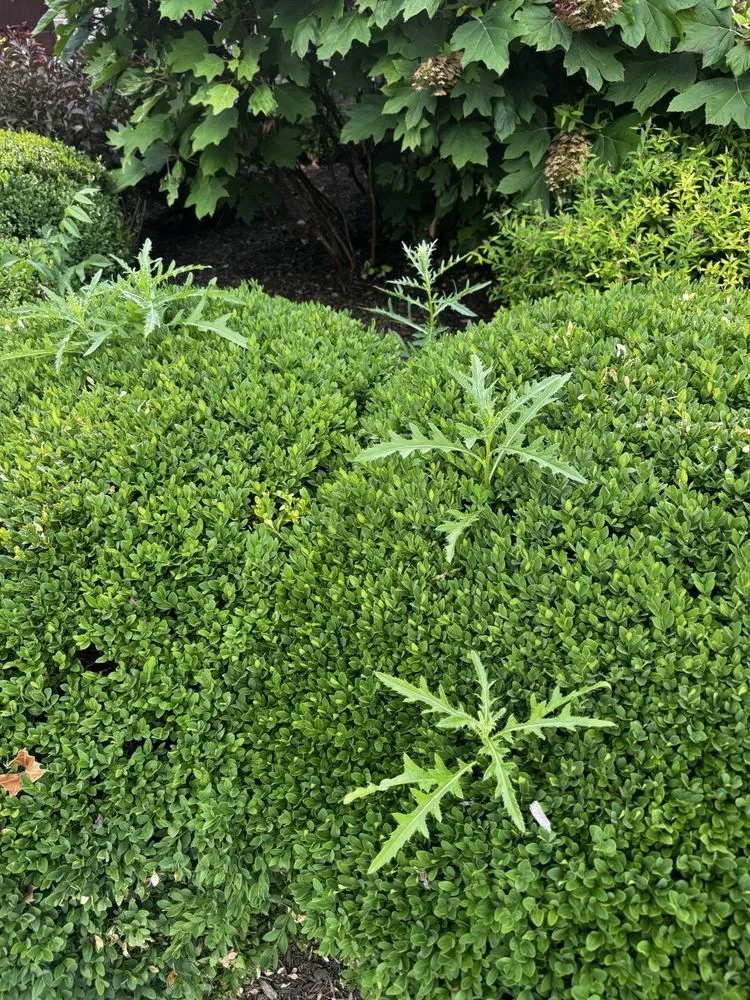 Local yard maintenance for outdoor upgrades in Carmel, IN by 5 Star Mowing