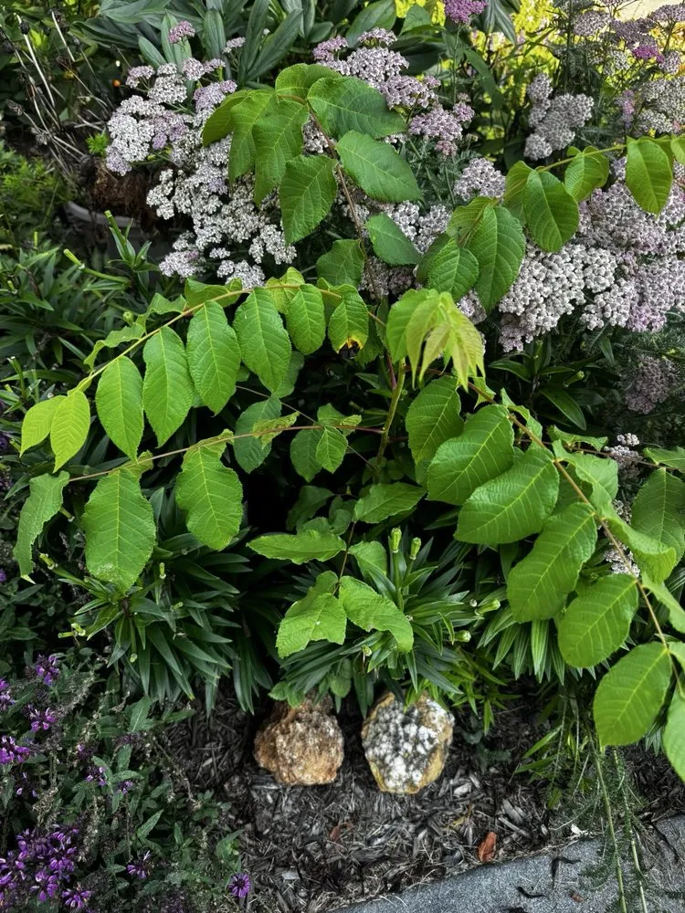 Local landscape installation in Carmel, IN by 5 Star Mowing