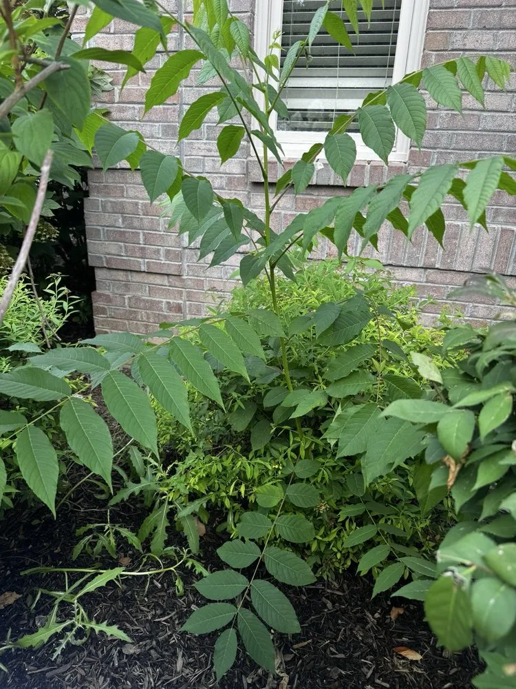 Expert landscape design in Carmel, IN by 5 Star Mowing