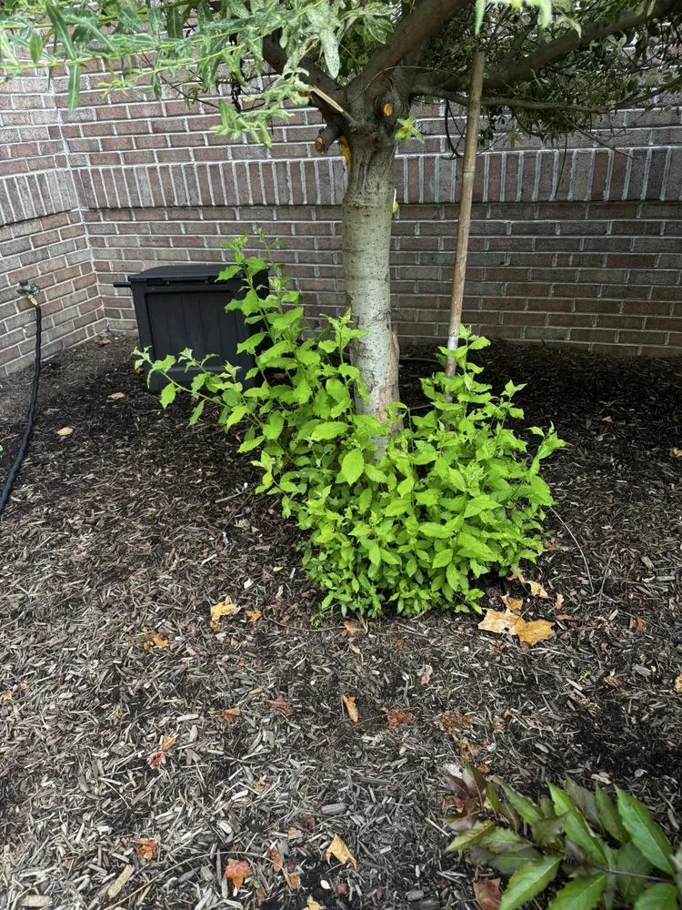 Reliable lawn mowing service with custom design across Carmel, IN - 5 Star Mowing