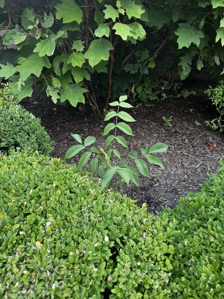 Top-rated landscape design experts serving Carmel, IN - 5 Star Mowing