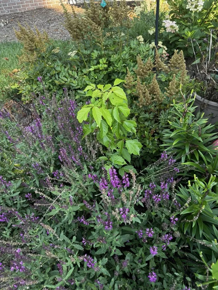 Custom landscape design in Carmel, IN - 5 Star Mowing