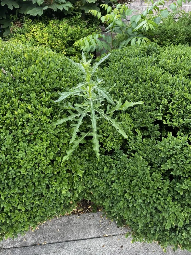 Reliable garden landscaping in Carmel, IN - 5 Star Mowing