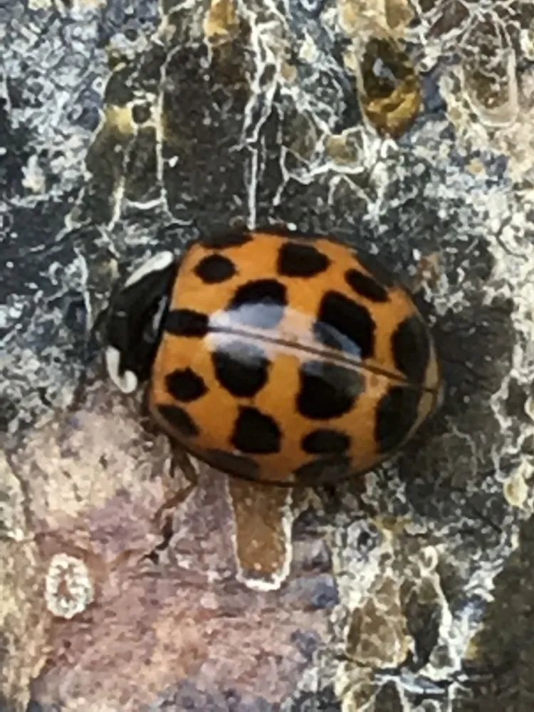 Professional yard maintenance in Grand Rapids, MN - 5 Star Pest Control & Cabin Care