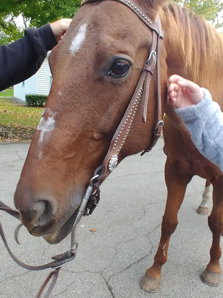 Custom yard maintenance experts serving Lackawanna, NY - 5 Star Plowing & Landscaping