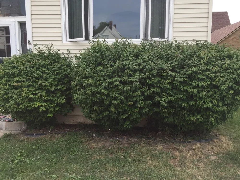 Top-rated landscape design in Lackawanna, NY - 5 Star Plowing & Landscaping