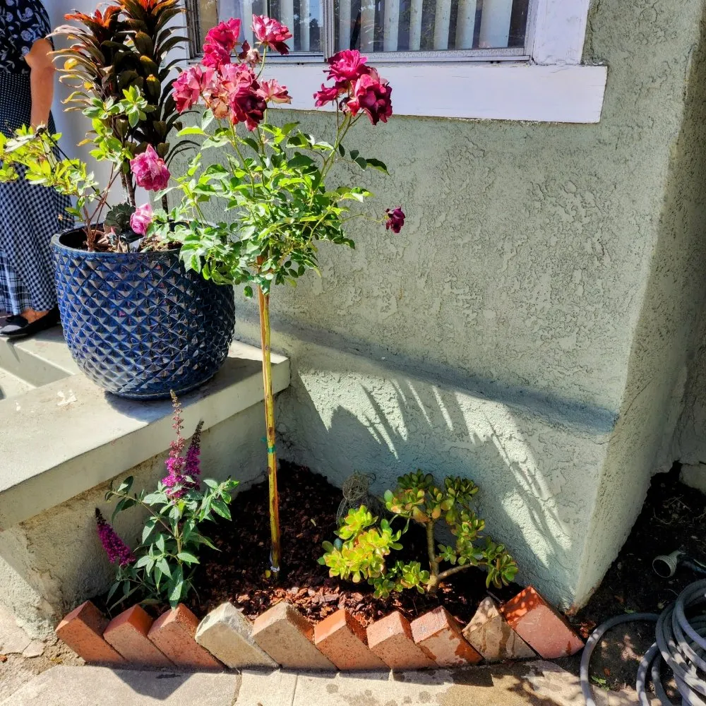 Trusted lawn care service in Long Beach, CA - 5 Stones Landscape Designs