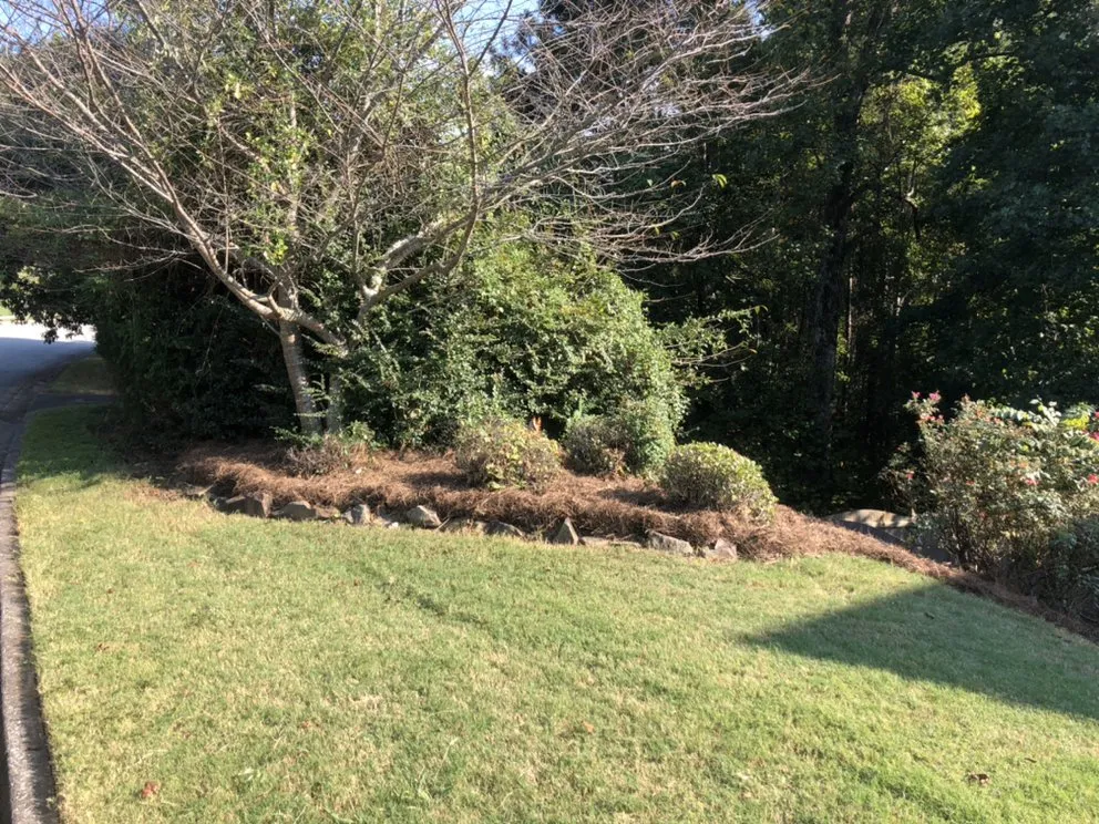 Top-rated yard cleanup service for outdoor upgrades across Dallas, GA - 5 W’s And The How