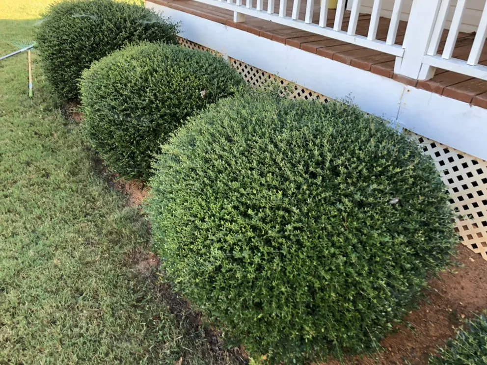 Local landscaping services for residential properties across Dallas, GA - 5 W’s And The How