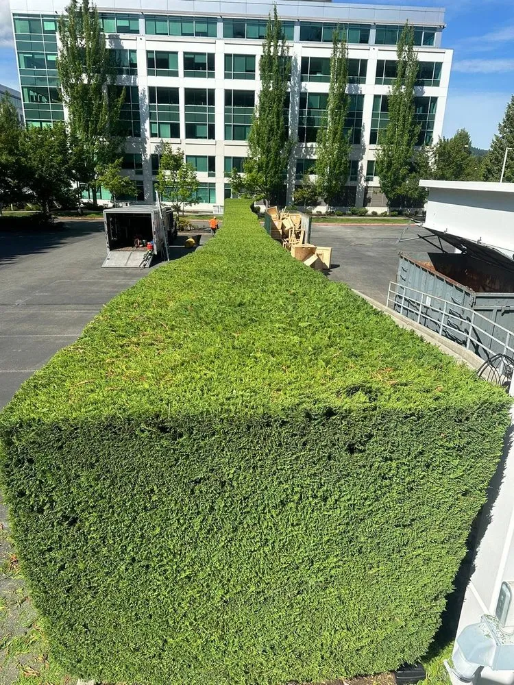 Affordable landscape design in Bellevue, WA - 503 Landscape