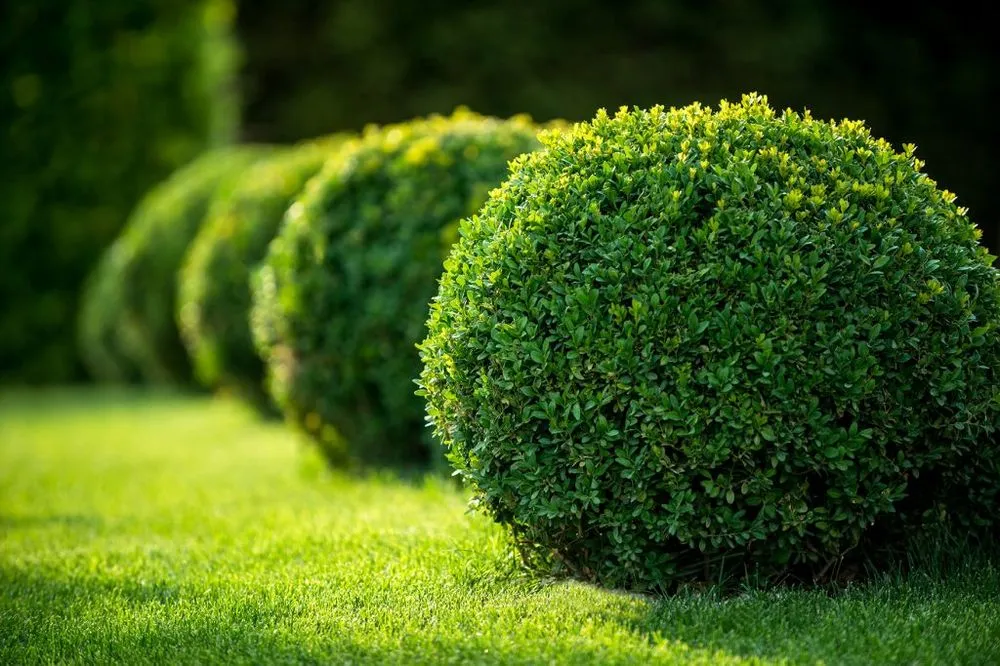 Affordable yard cleanup service in West Chester Township, OH by 513 Lawn Pros