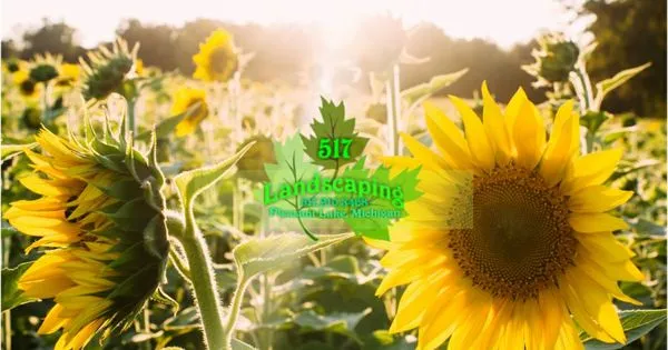 517 Landscaping Logo