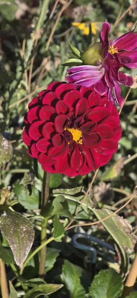 Local landscaping services with custom design across Rio Rancho, NM - 528 Legacy Landscaping