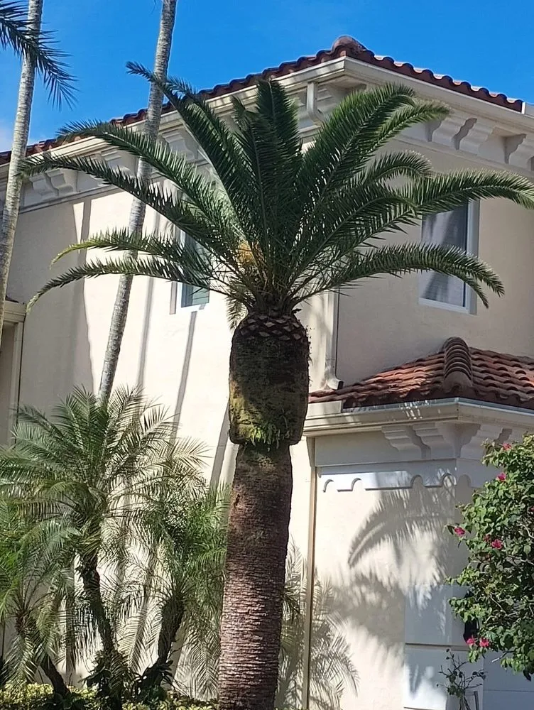 Local yard cleanup service for outdoor upgrades across Lake Worth Beach, FL - 5xlfam