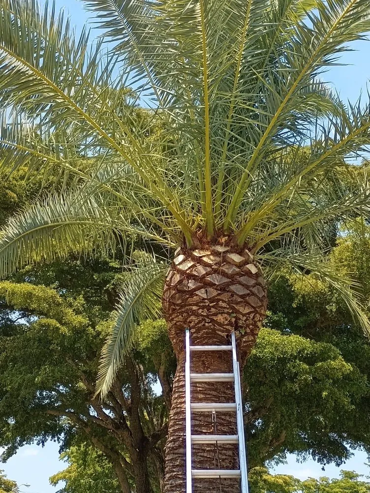 Reliable yard cleanup service experts serving Lake Worth Beach, FL - 5xlfam