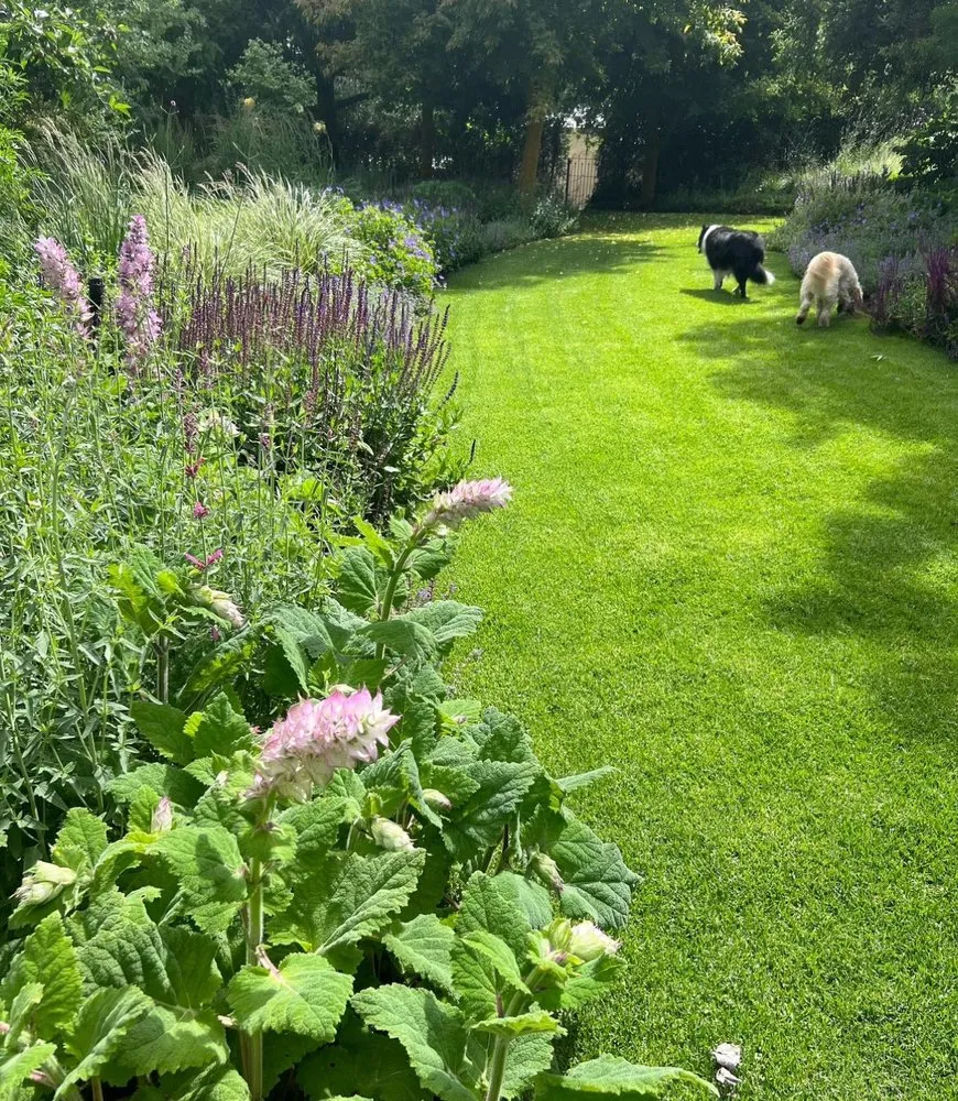 Top-rated lawn mowing service in San Mateo, CA - 650 Gardeners