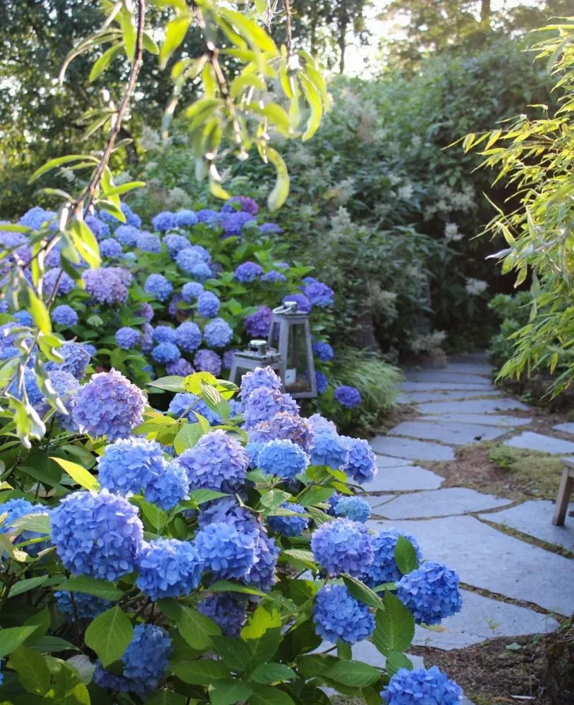 Custom lawn care service near you across San Mateo, CA - 650 Gardeners