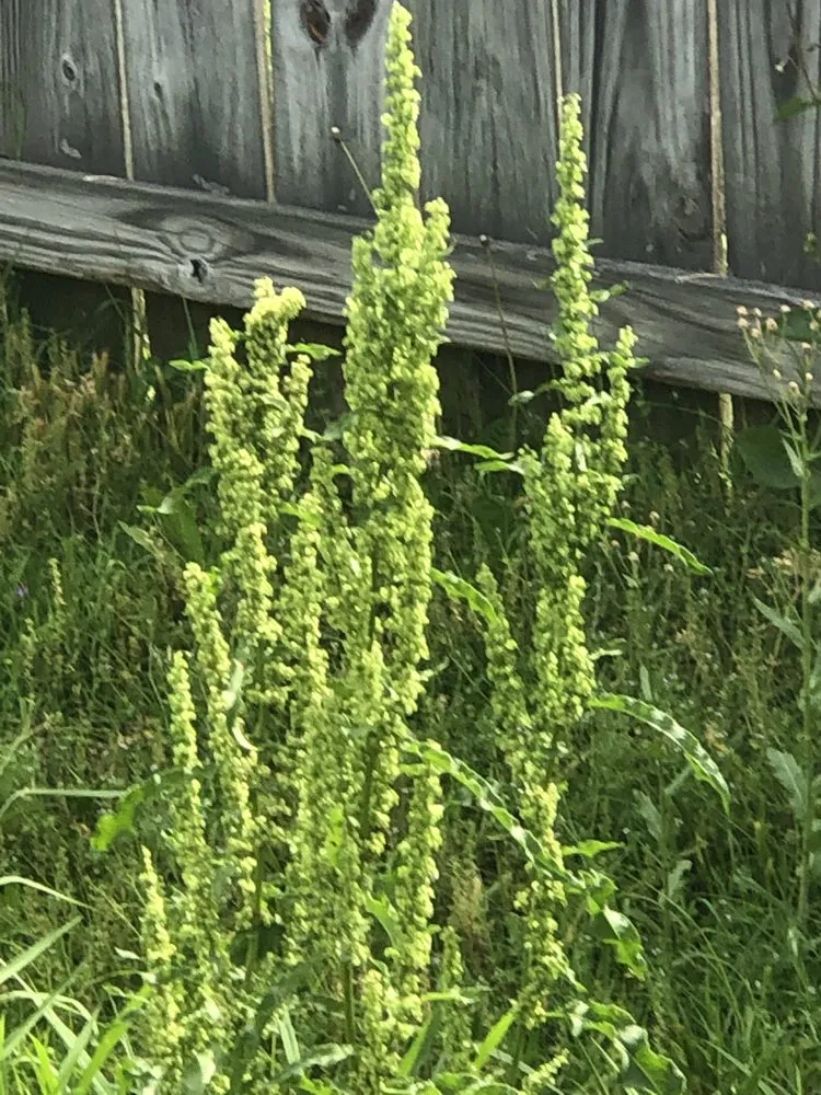 Top-rated yard maintenance near you in Hernando, MS by 662 Grass Monkey