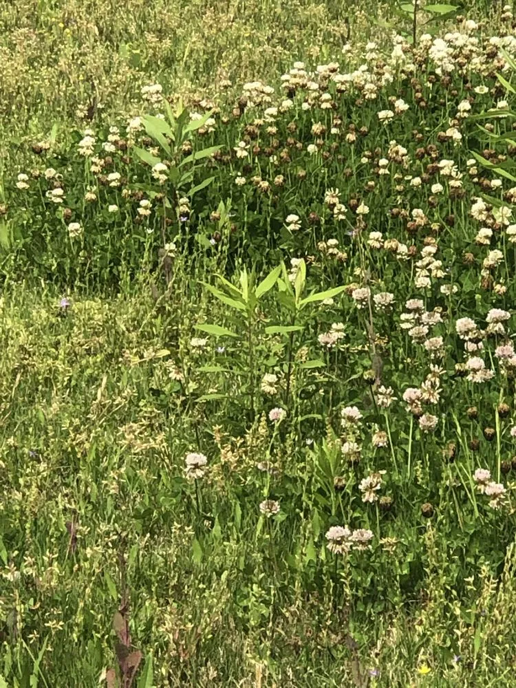 Affordable lawn care service for beautiful yards across Hernando, MS - 662 Grass Monkey