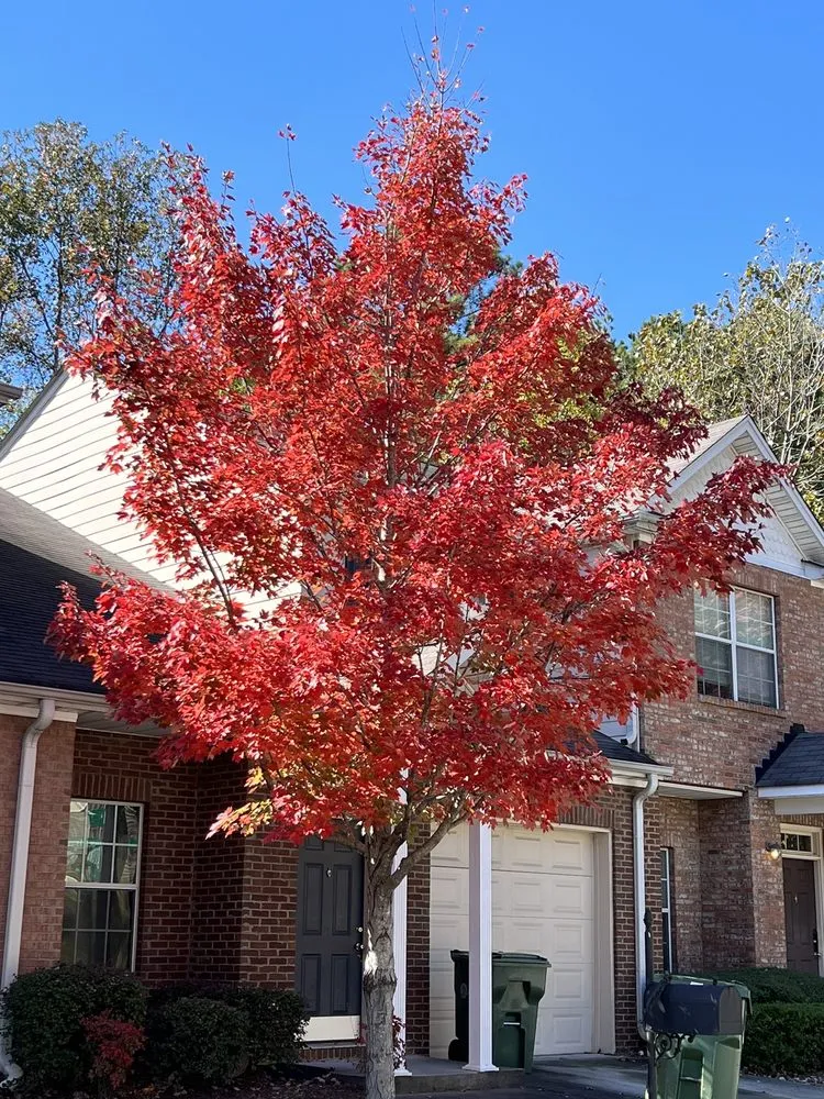 Top-rated landscaping services in Roswell, GA by 7 Brothers Tree Service and Lawn