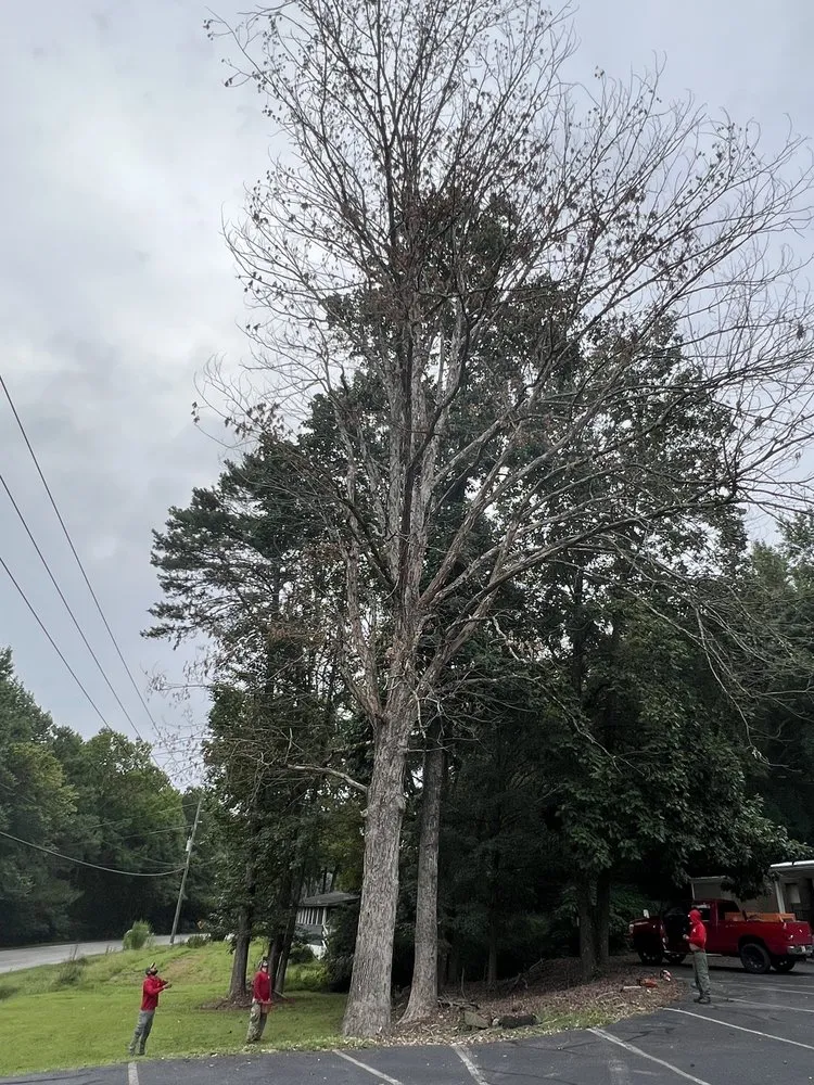 Expert garden landscaping for beautiful yards in Roswell, GA by 7 Brothers Tree Service and Lawn