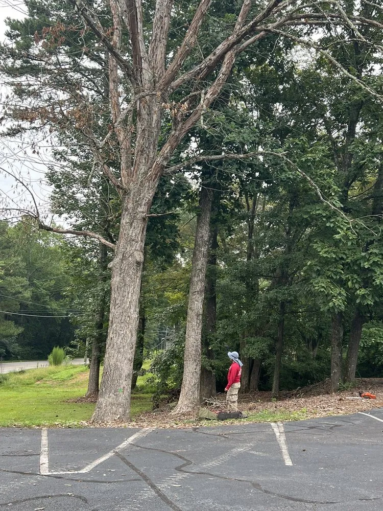 Professional residential landscaping in Roswell, GA by 7 Brothers Tree Service and Lawn