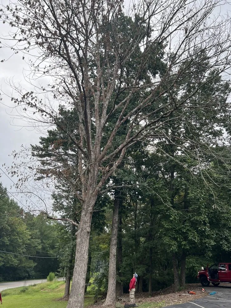 Affordable yard cleanup service in Roswell, GA by 7 Brothers Tree Service and Lawn