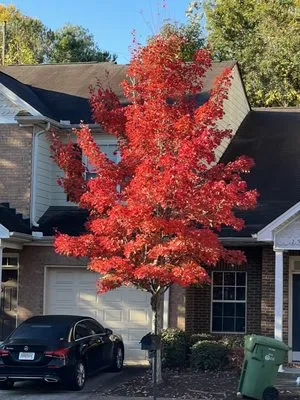 7 Brothers Tree Service and Lawn Logo