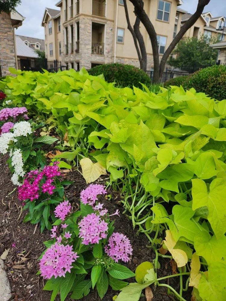 Top-rated lawn mowing service experts serving Austin, TX - 7 Kings Landscaping Services