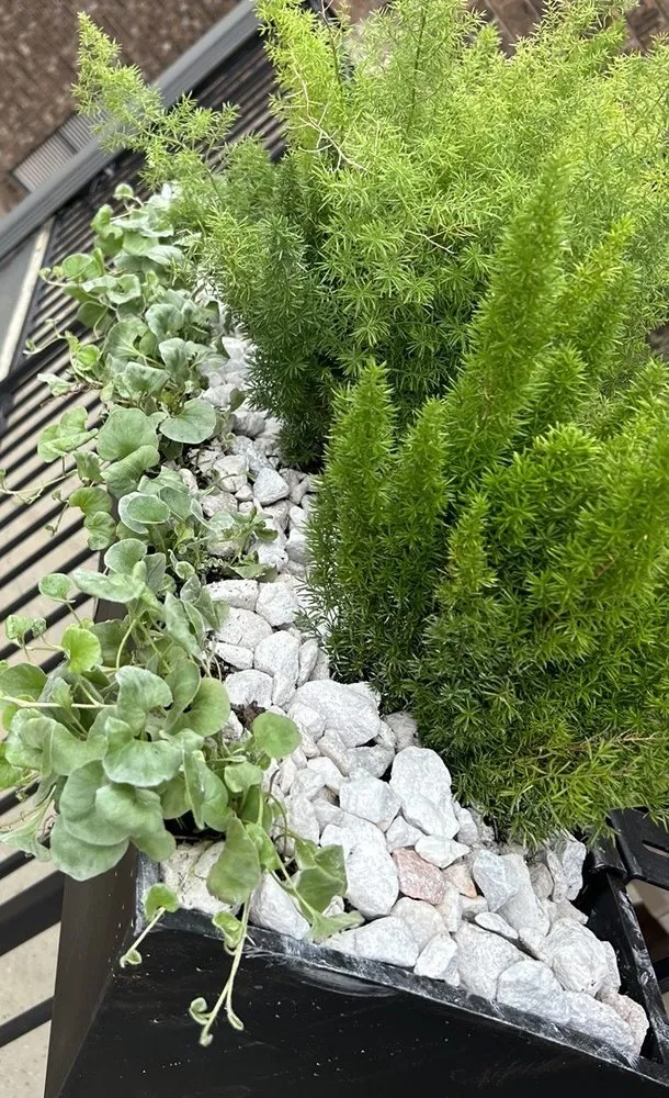 Expert lawn mowing service for year-round maintenance across Austin, TX - 7 Kings Landscaping Services