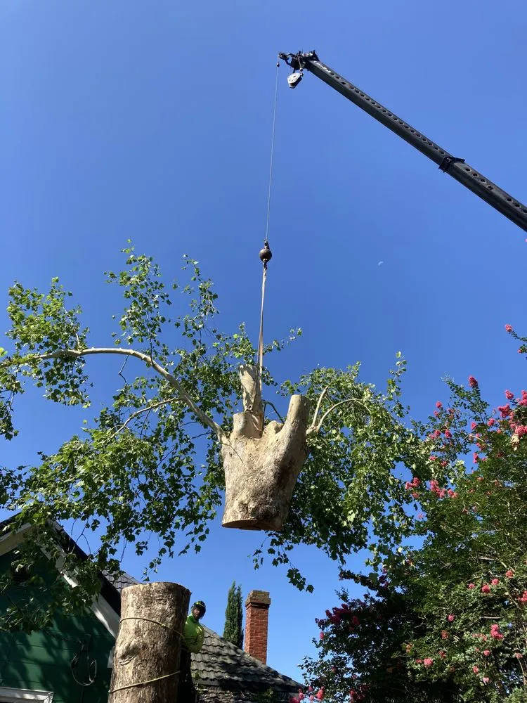 Local lawn mowing service for year-round maintenance in Augusta, GA by 706 Tree and Stump