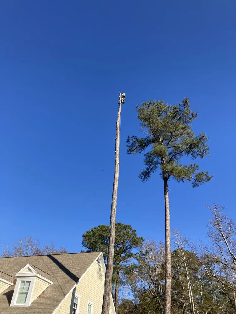 Custom outdoor landscaping for year-round maintenance in Augusta, GA by 706 Tree and Stump